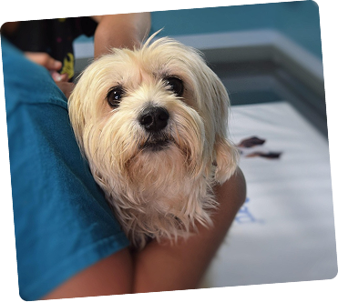 Pet receiving veterinary care
