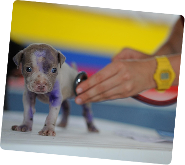 Puppy receiving veterinary care