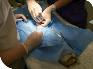 Medical Expertise