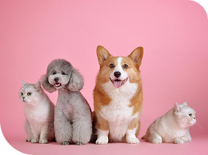 Pet-centered approach